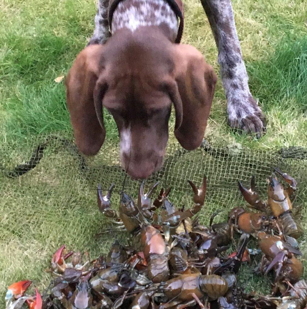 Rudy and the crayfish catch